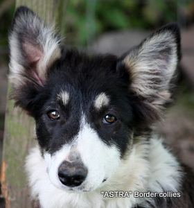 GUCCI, Tricolour smooth coated border collie